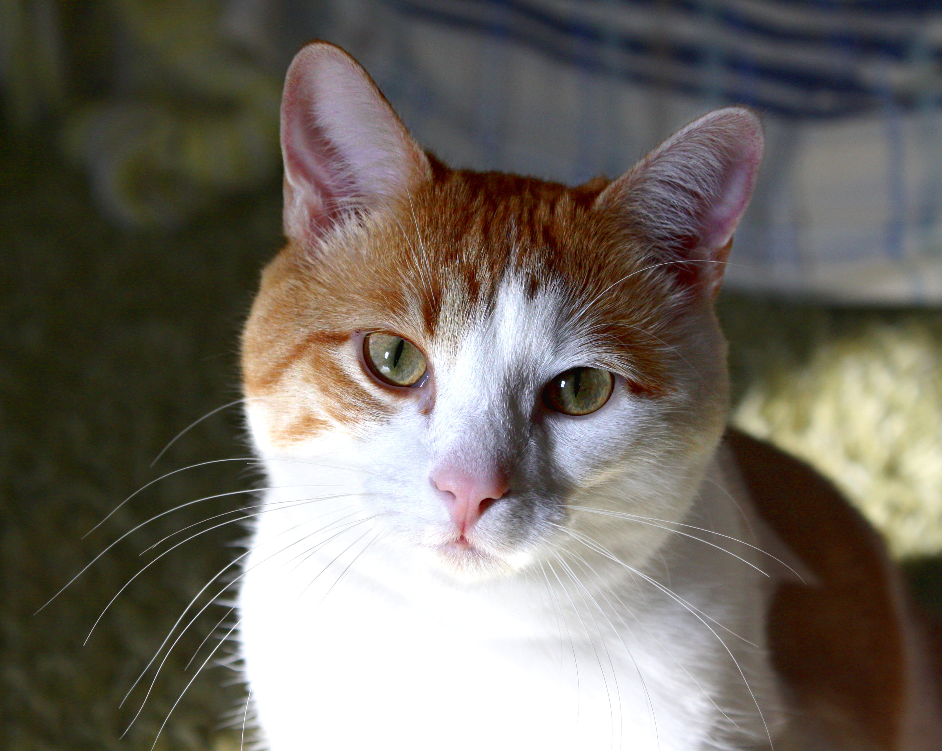 Orange And White Cat Closeup Picture Free Photograph Photos Public 