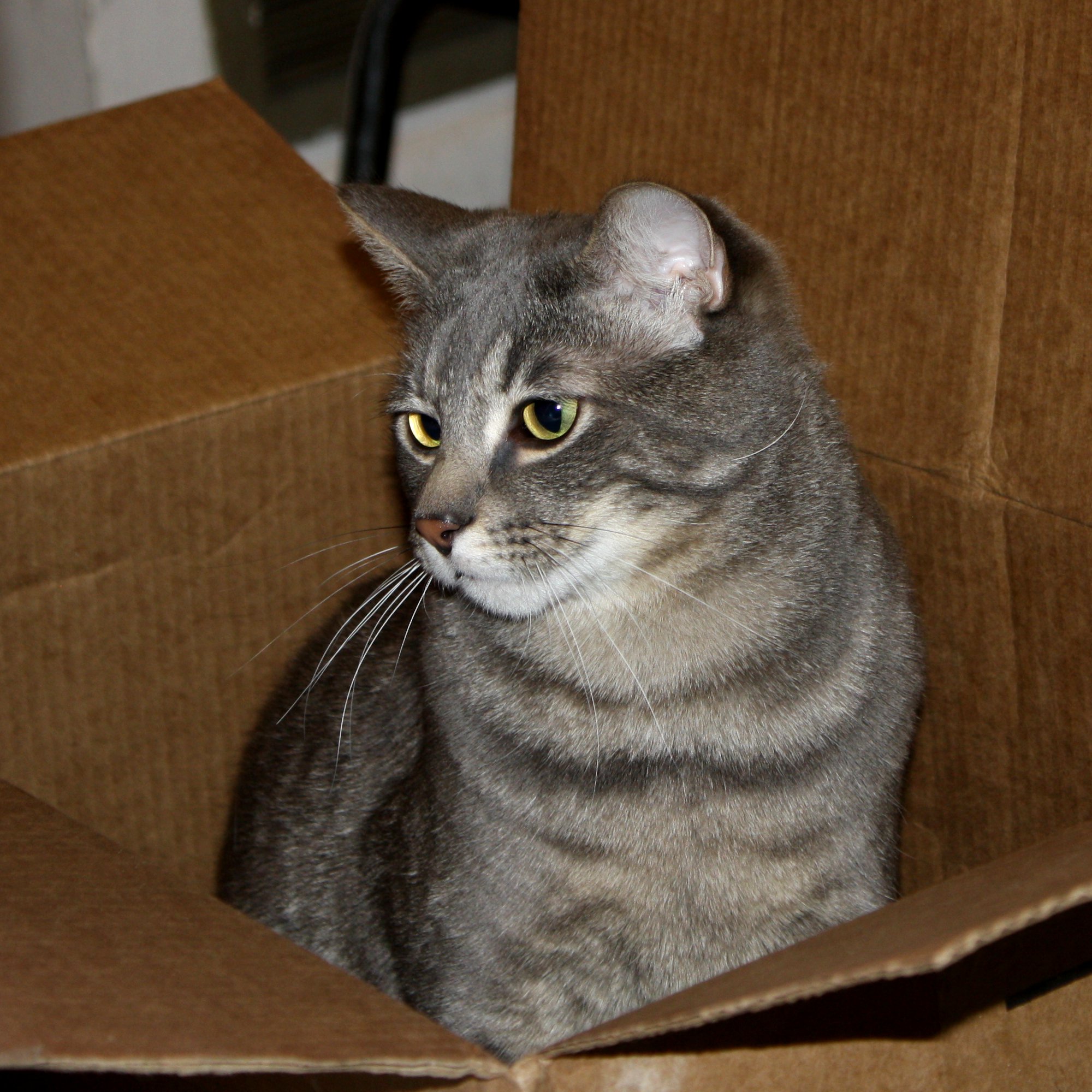 gray tabby cat personality