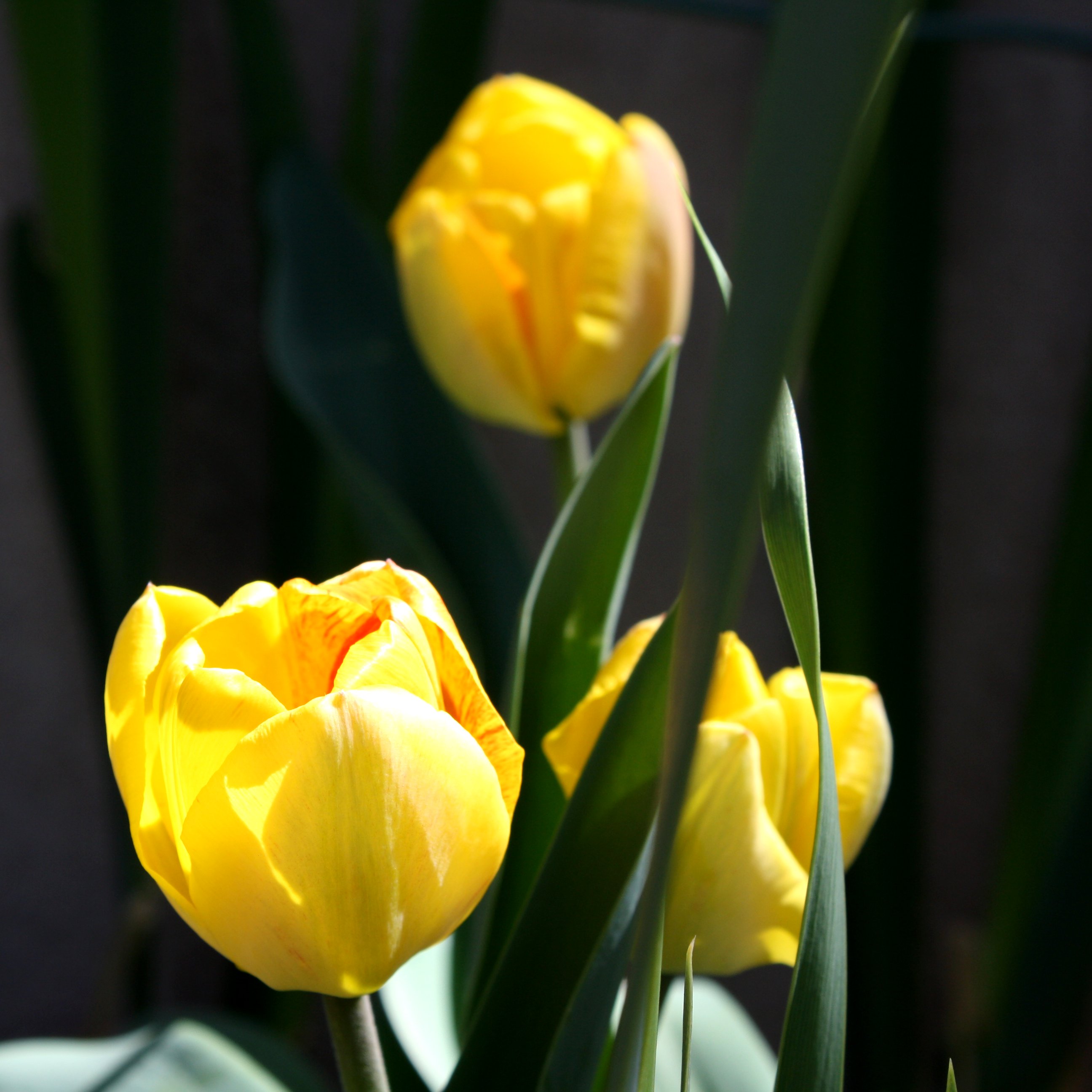 tulip screenit