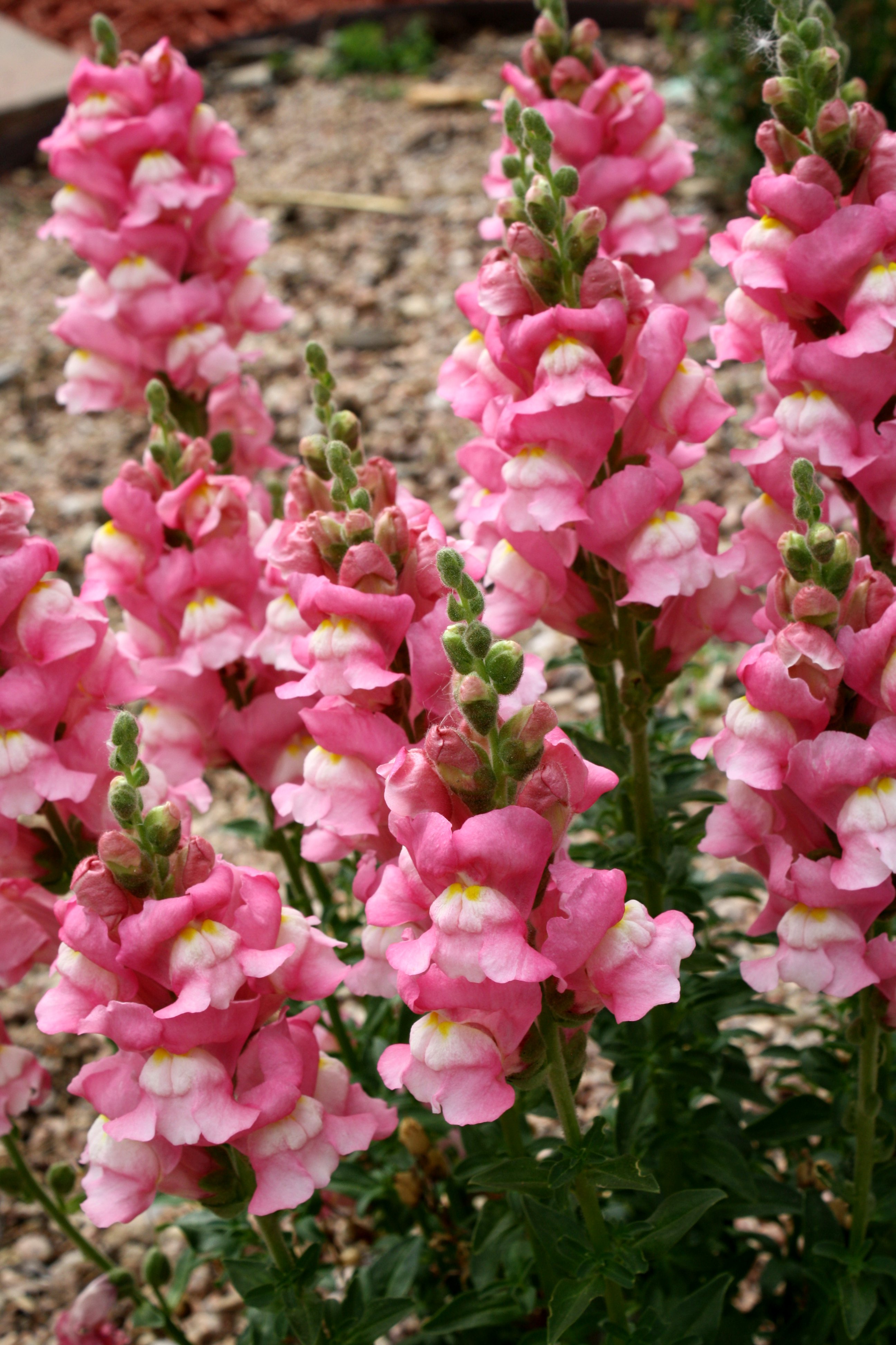 Pink Snapdragon Flowers Picture Free Photograph Photos Public Domain