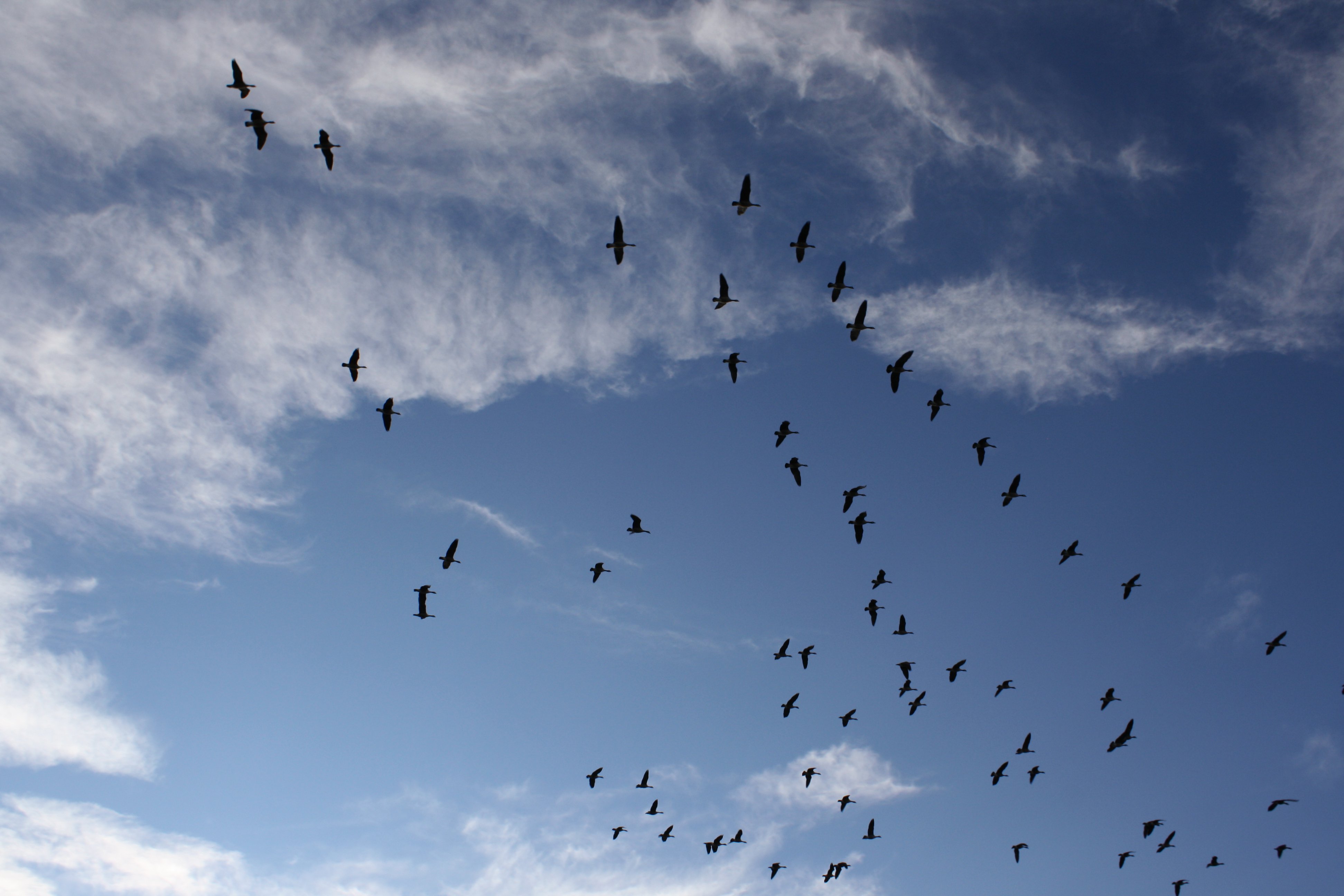 geese-flying-in-the-sky.jpg