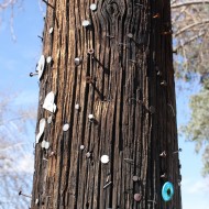 Nails and Screws Sticking out of a Telephone Pole - Free High Resolution Photo