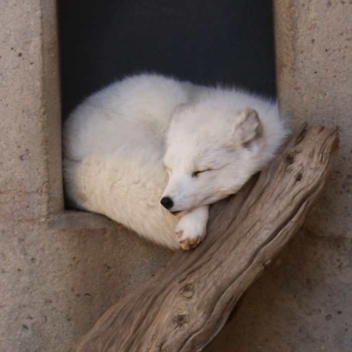 Arctic Fox Sleeping