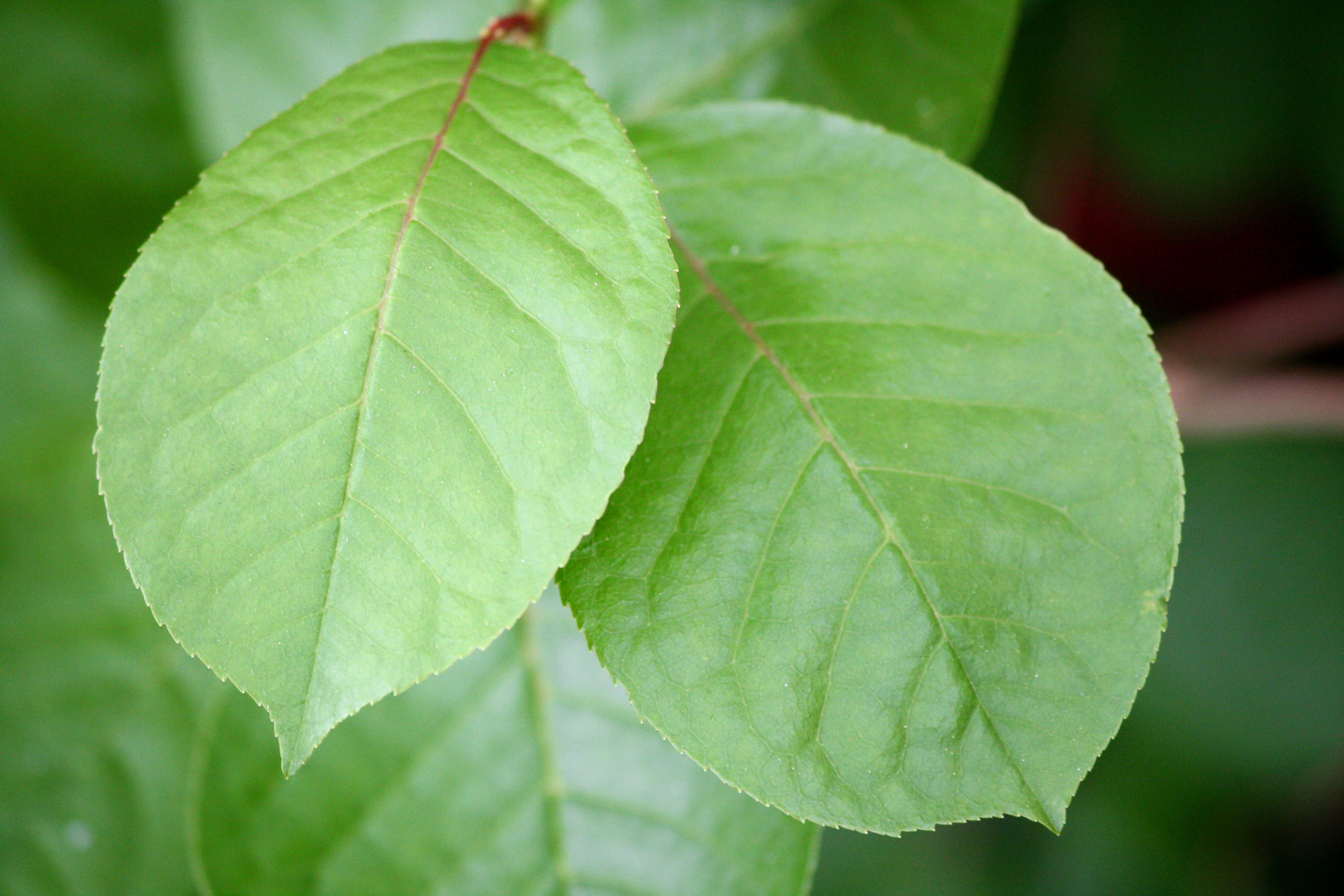 Листья цидонии