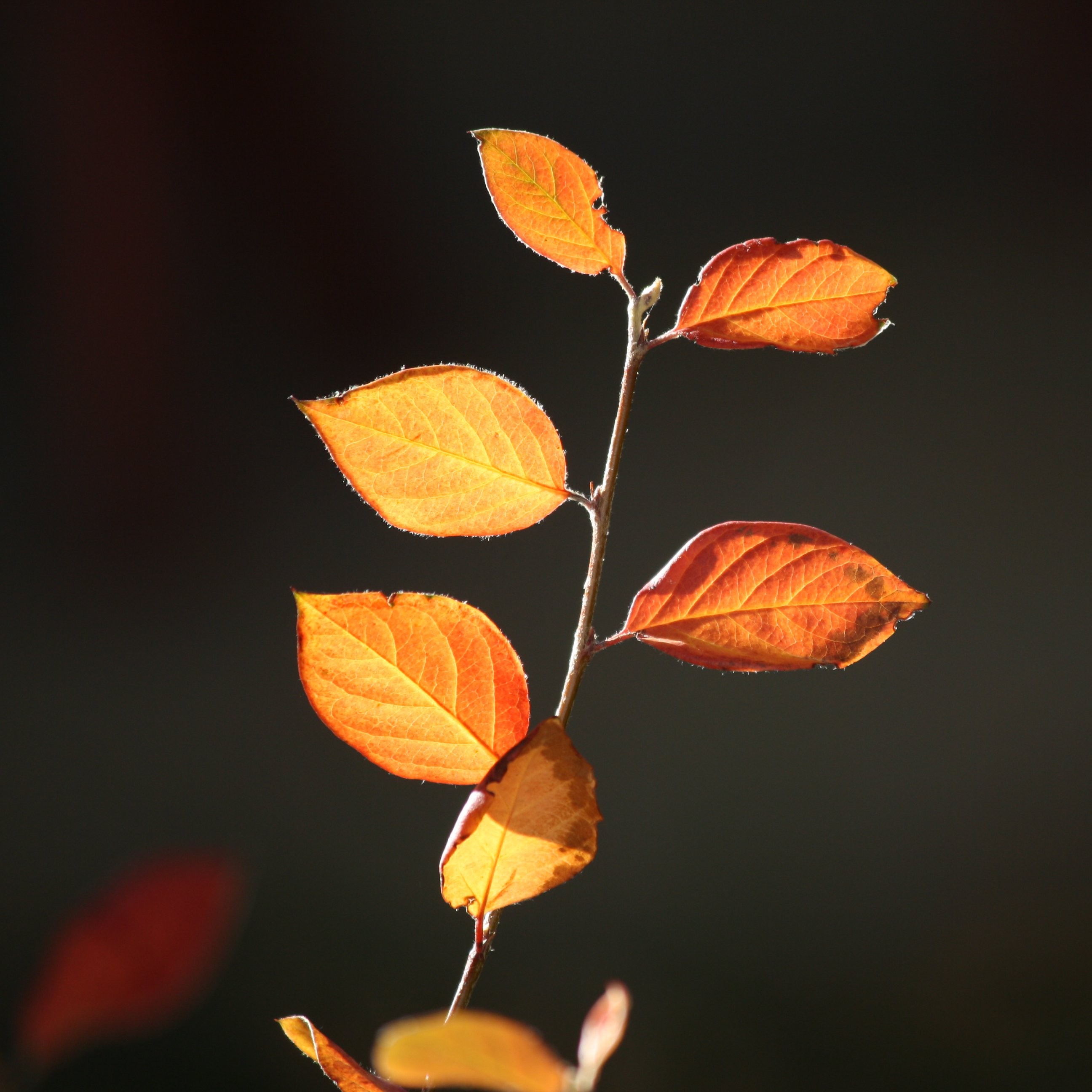 Fall Leaves In The Sun Close Up Picture Free Photograph