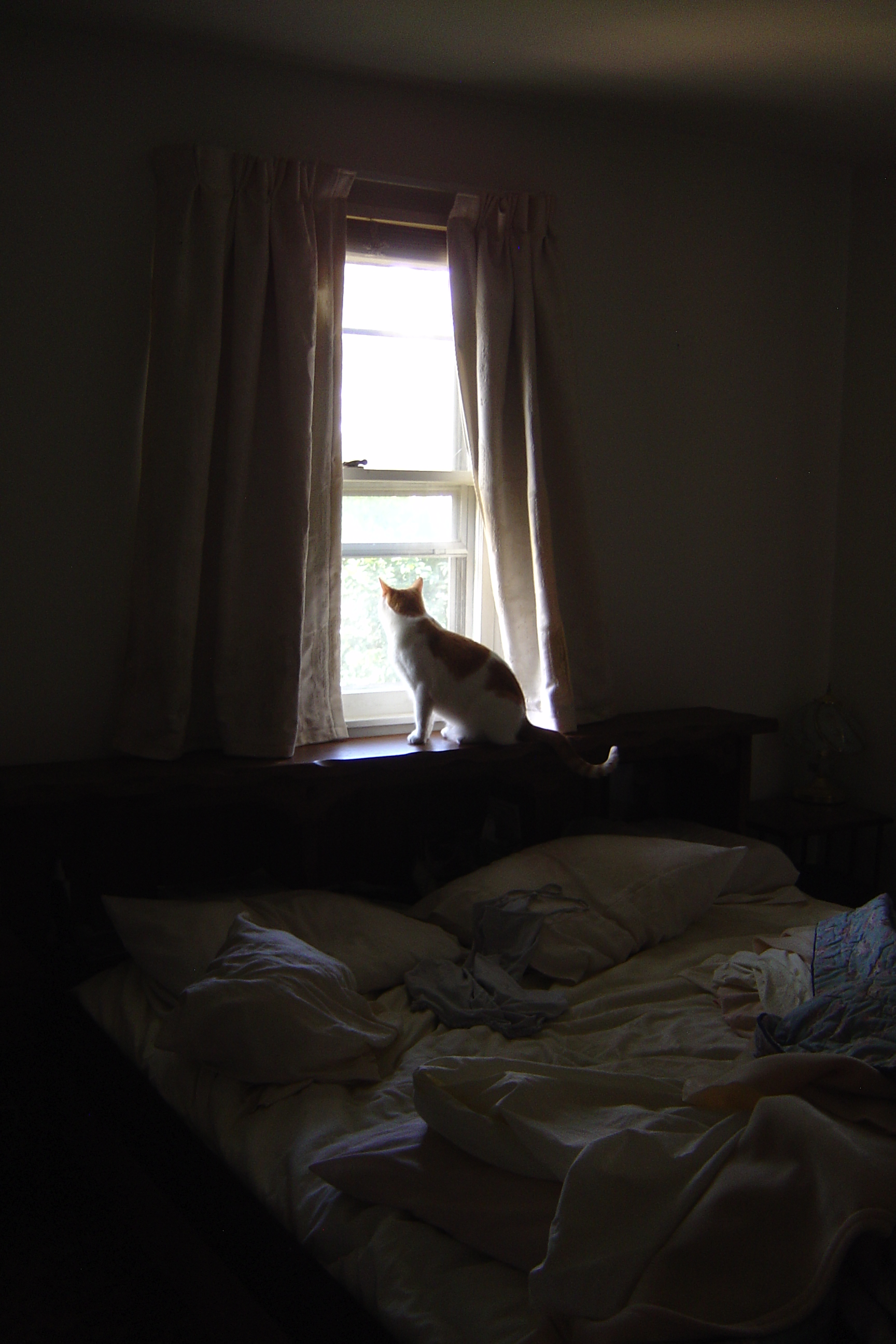 Cat in Bedroom Window Picture | Free Photograph | Photos Public Domain