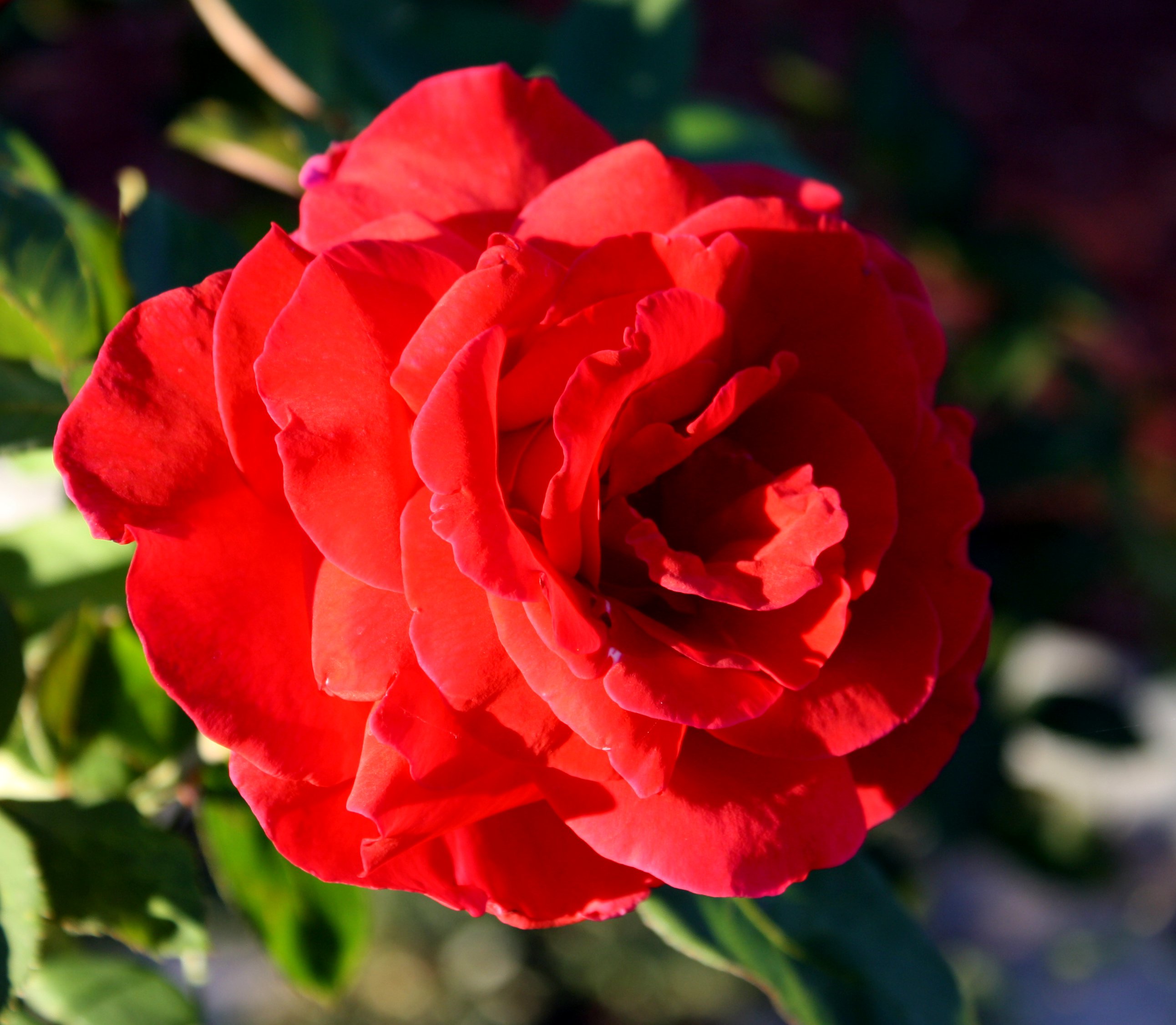 Red Rose In Bloom Picture Free Photograph Photos Public Domain 31496 ...