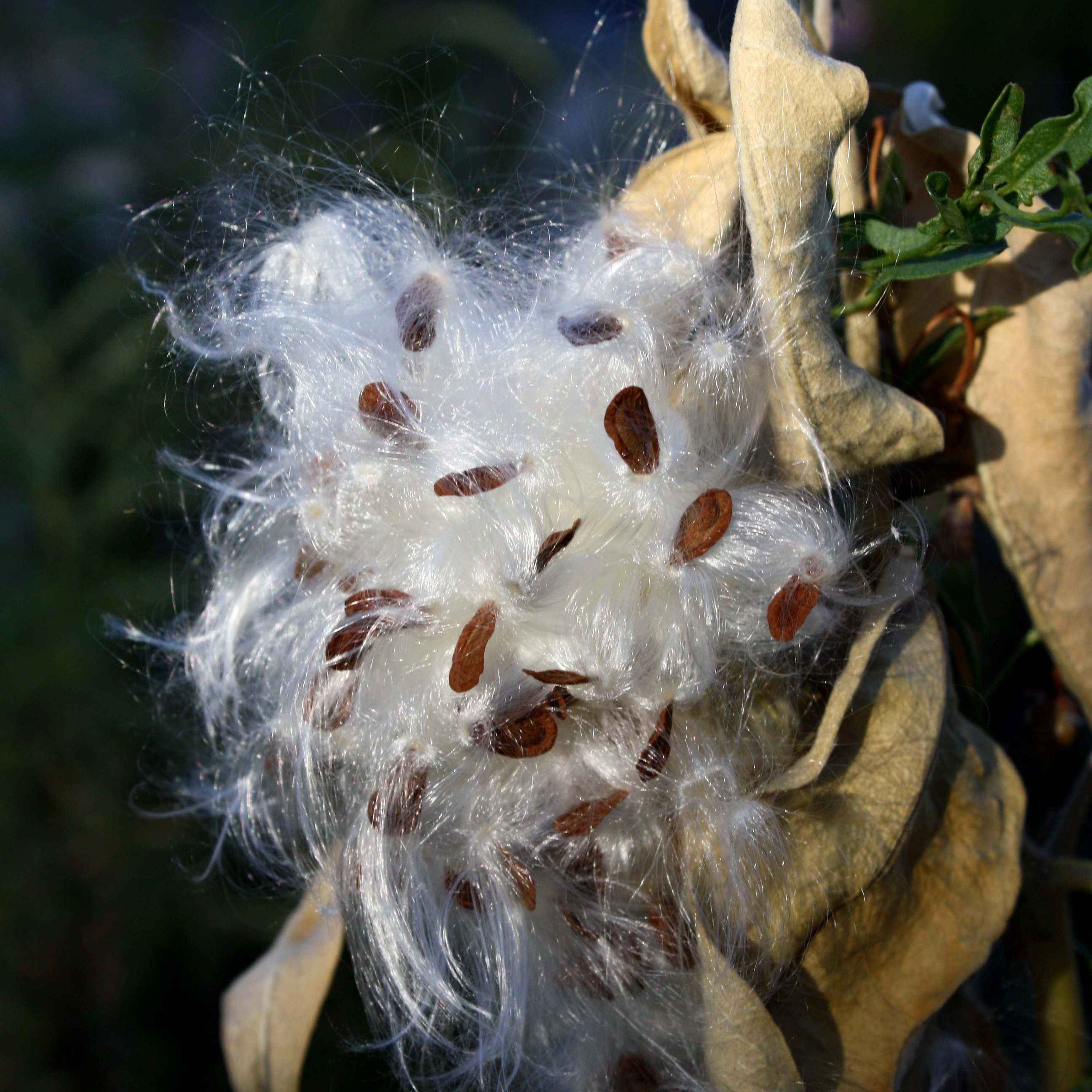 Milkweed Seed Pod Picture Free Photograph Photos Public Domain