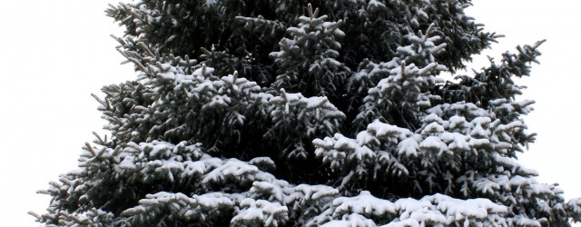 Pine Tree Coated with Snow - Free High Resolution Photo