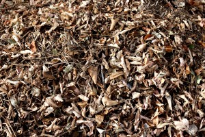 Dead Leaves and Sticks Texture - Free High Resolution Photo