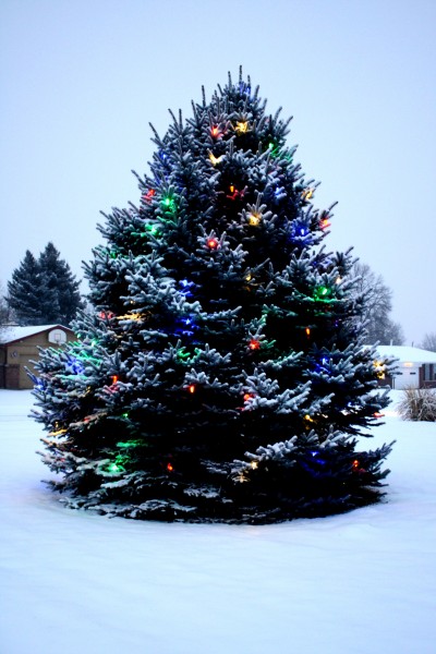Outdoor Christmas Tree with Lights and Snow Picture | Free Photograph ...