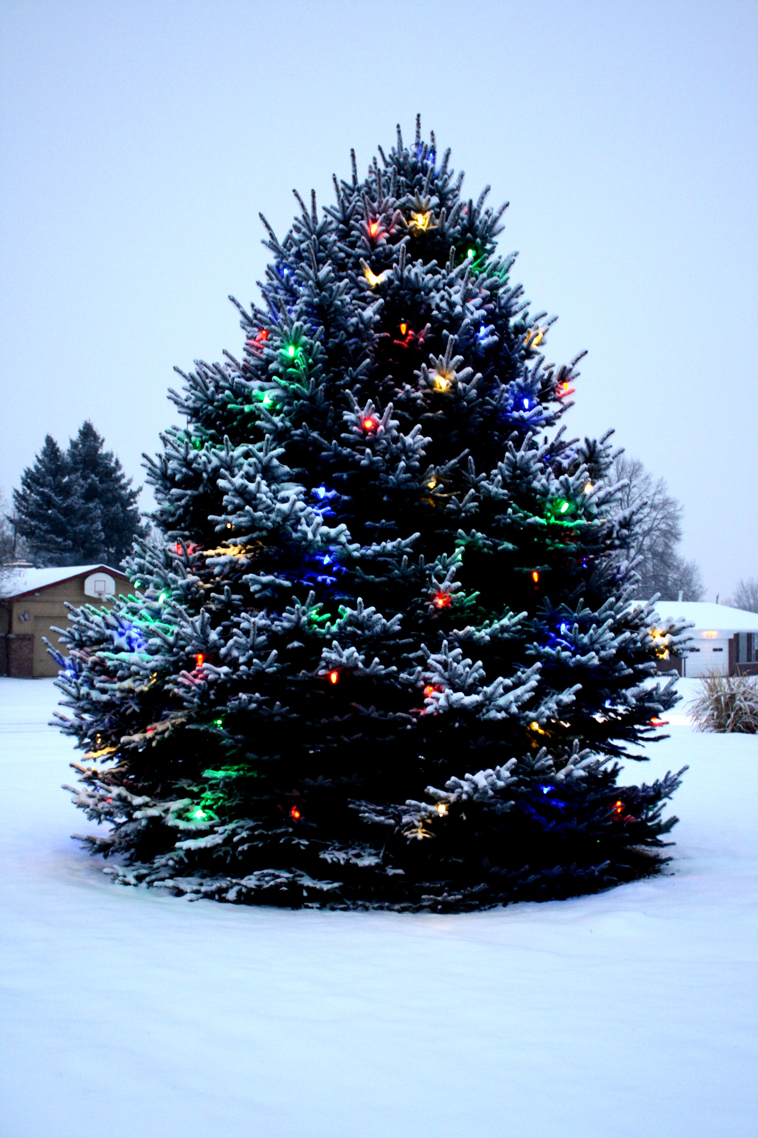 outdoor-christmas-tree-with-lights-and-snow-picture-free-photograph