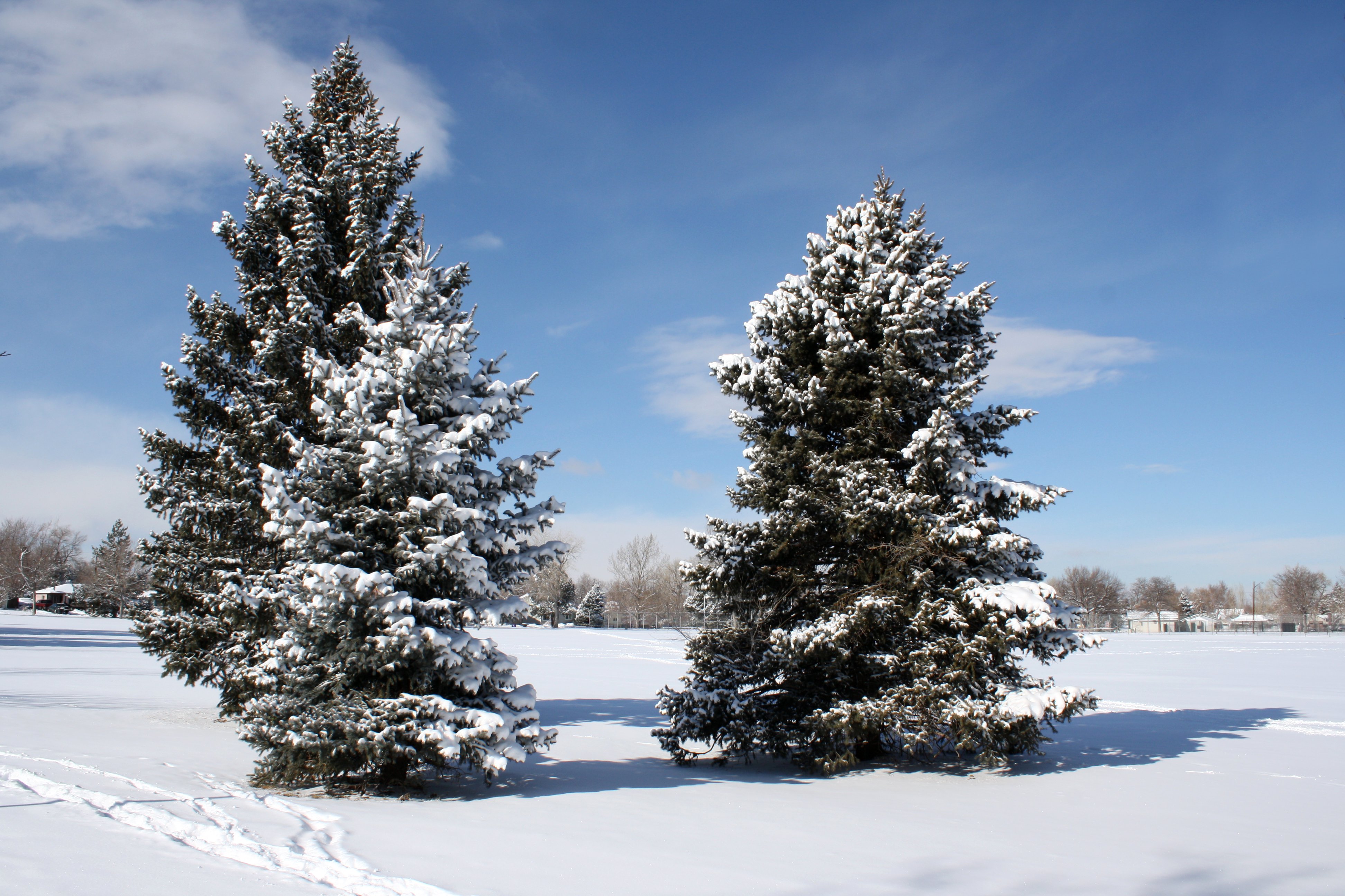 evergreen trees with snow clipart