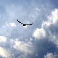 Bird Flying in Blue Sky with Clouds Picture | Free Photograph | Photos ...