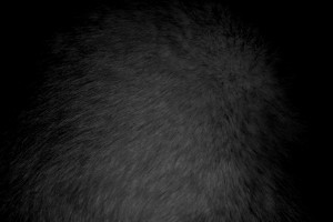 Brown Tabby Fur Texture – Free High Resolution Photo – Photos Public Domain