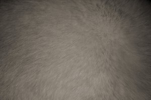 Brown Tabby Fur Texture – Free High Resolution Photo – Photos Public Domain