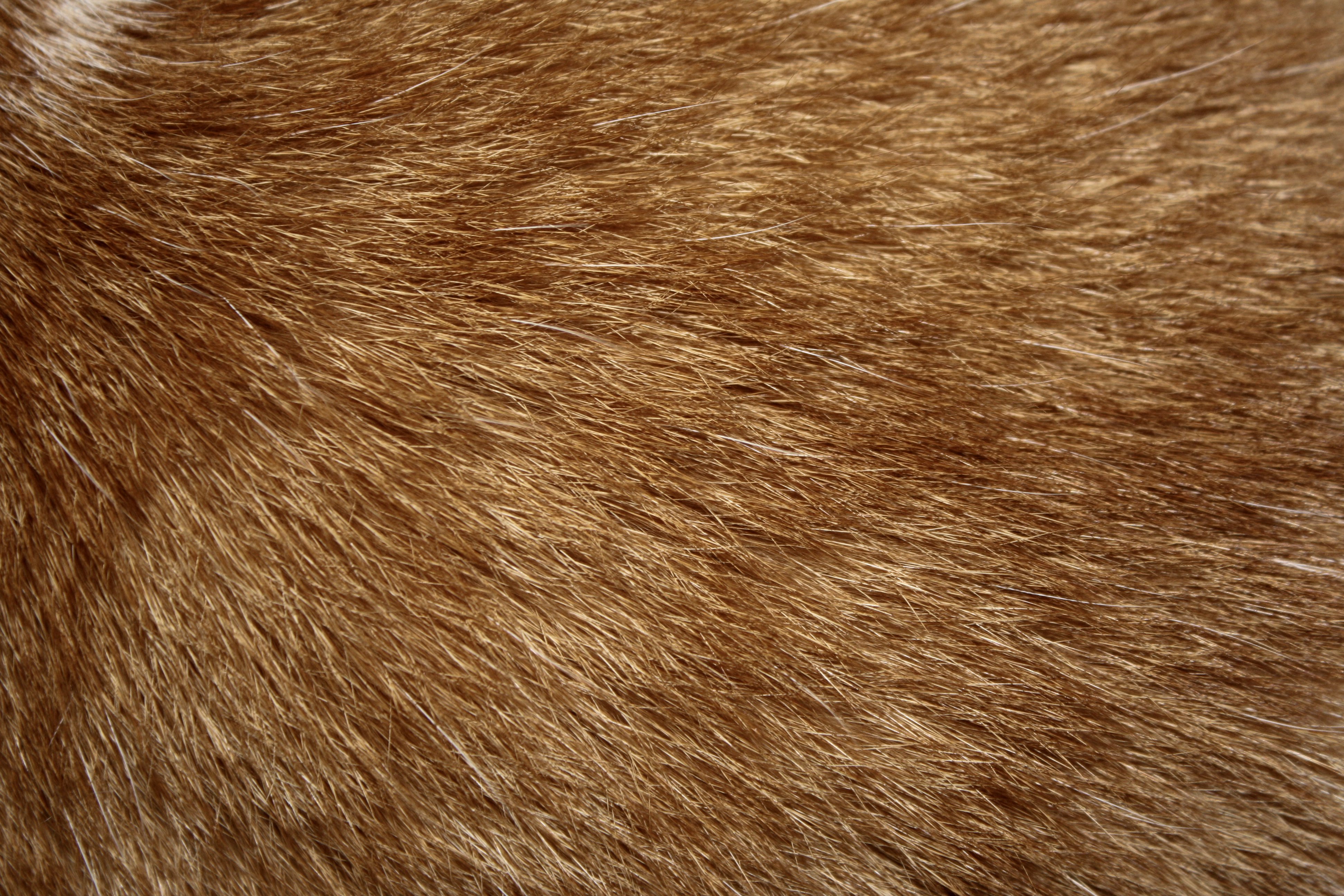 Brown Cat Fur Texture Picture, Free Photograph