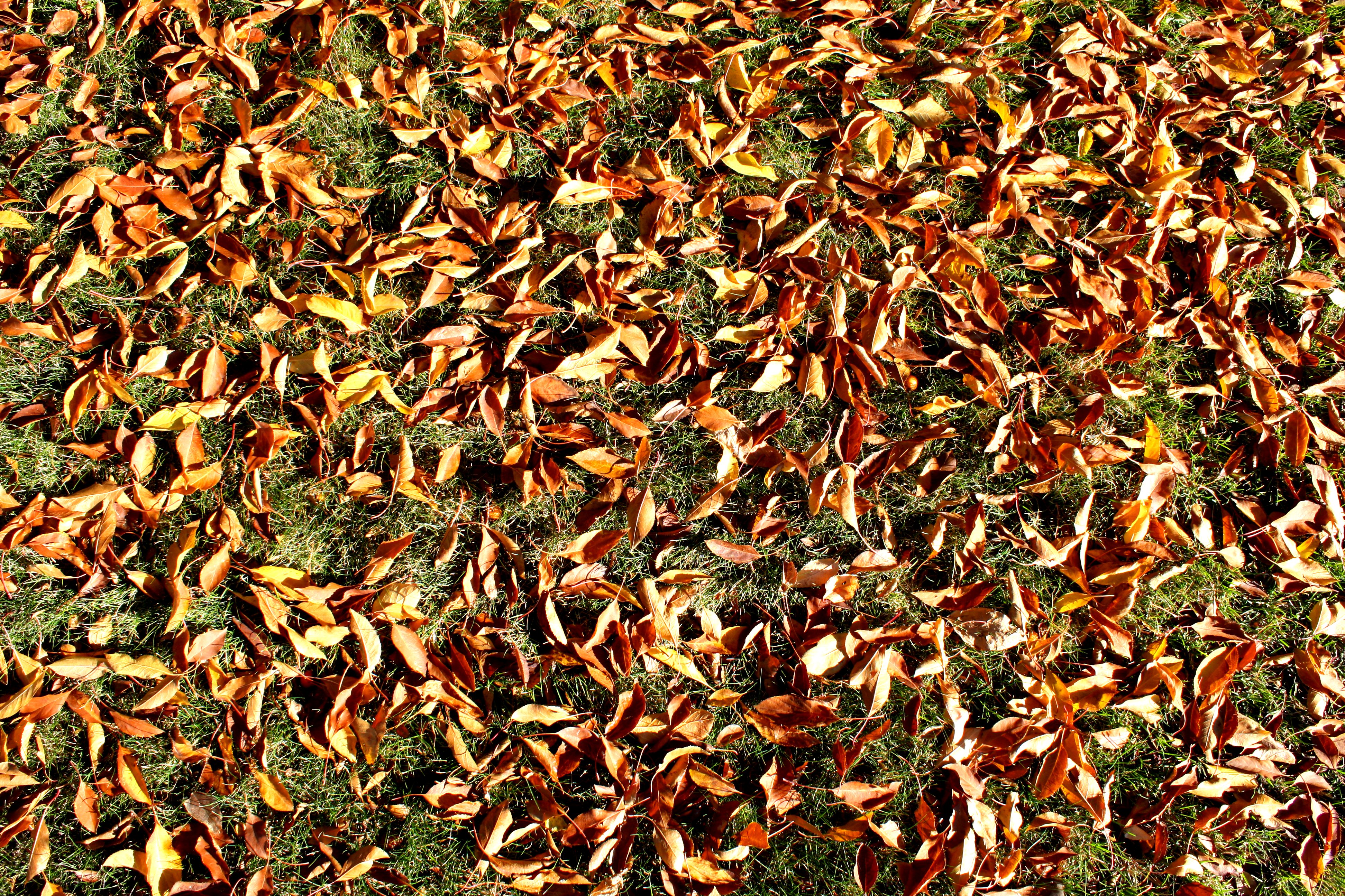 conţinut Dori a apela autumn grass texture Cum personalitate Dexteritate