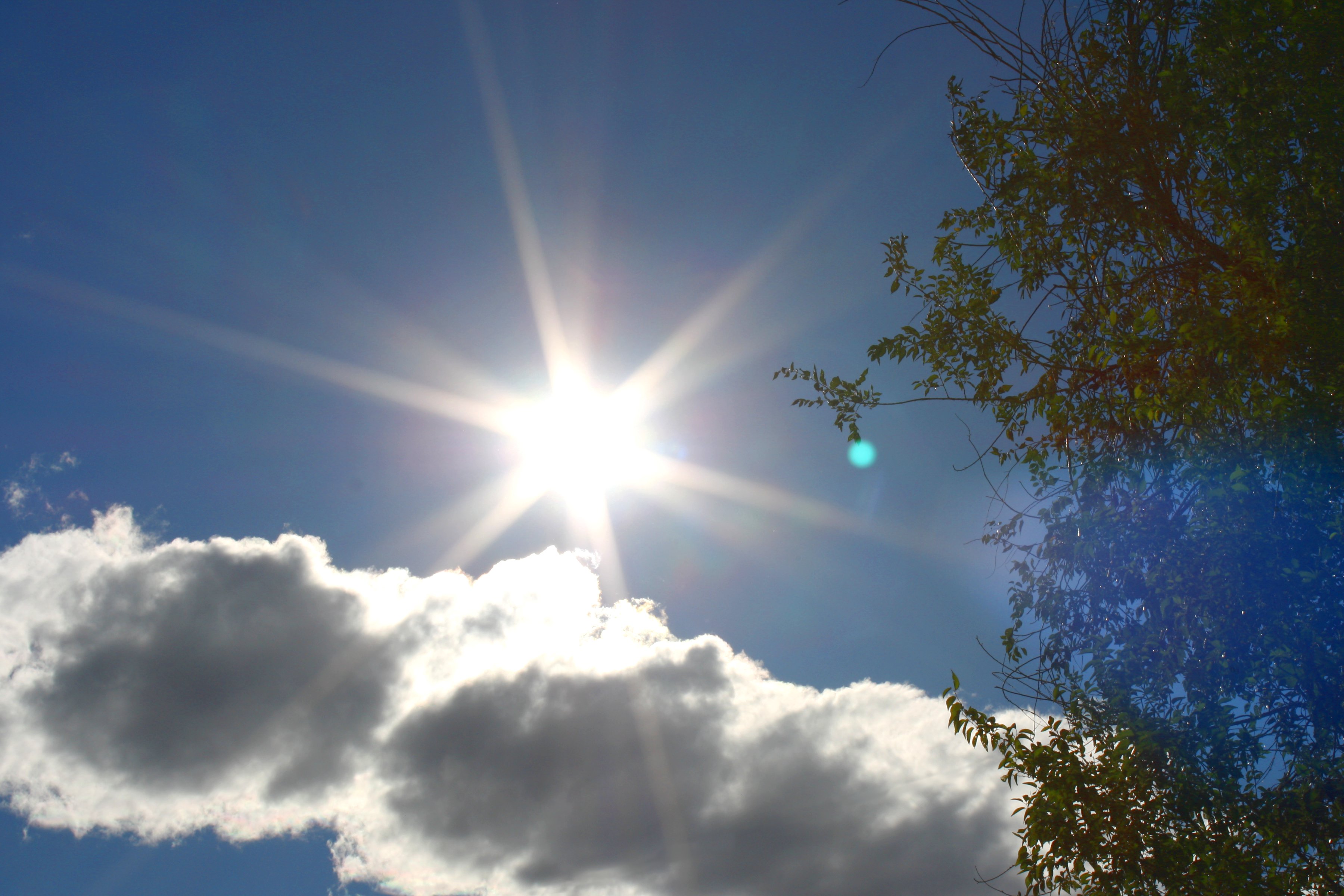 Sun In Blue Sky With Cloud And Tree Picture Free Photograph Photos 