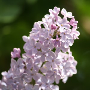 Lilacs - Free high resolution photo