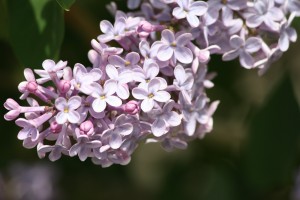 Purple Lilac Blossoms - Free High Resolution Photo