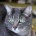 Gray Tabby Cat with Green Eyes Close Up – Photos Public Domain