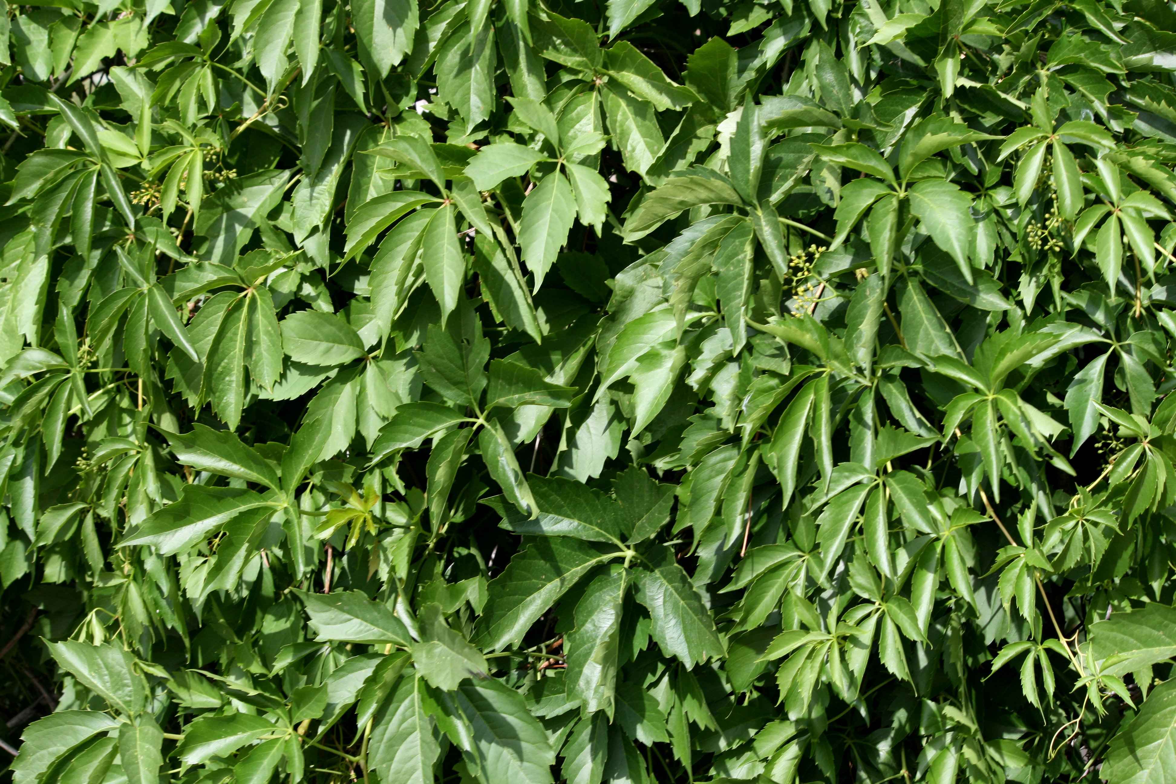oak tree leaves texture