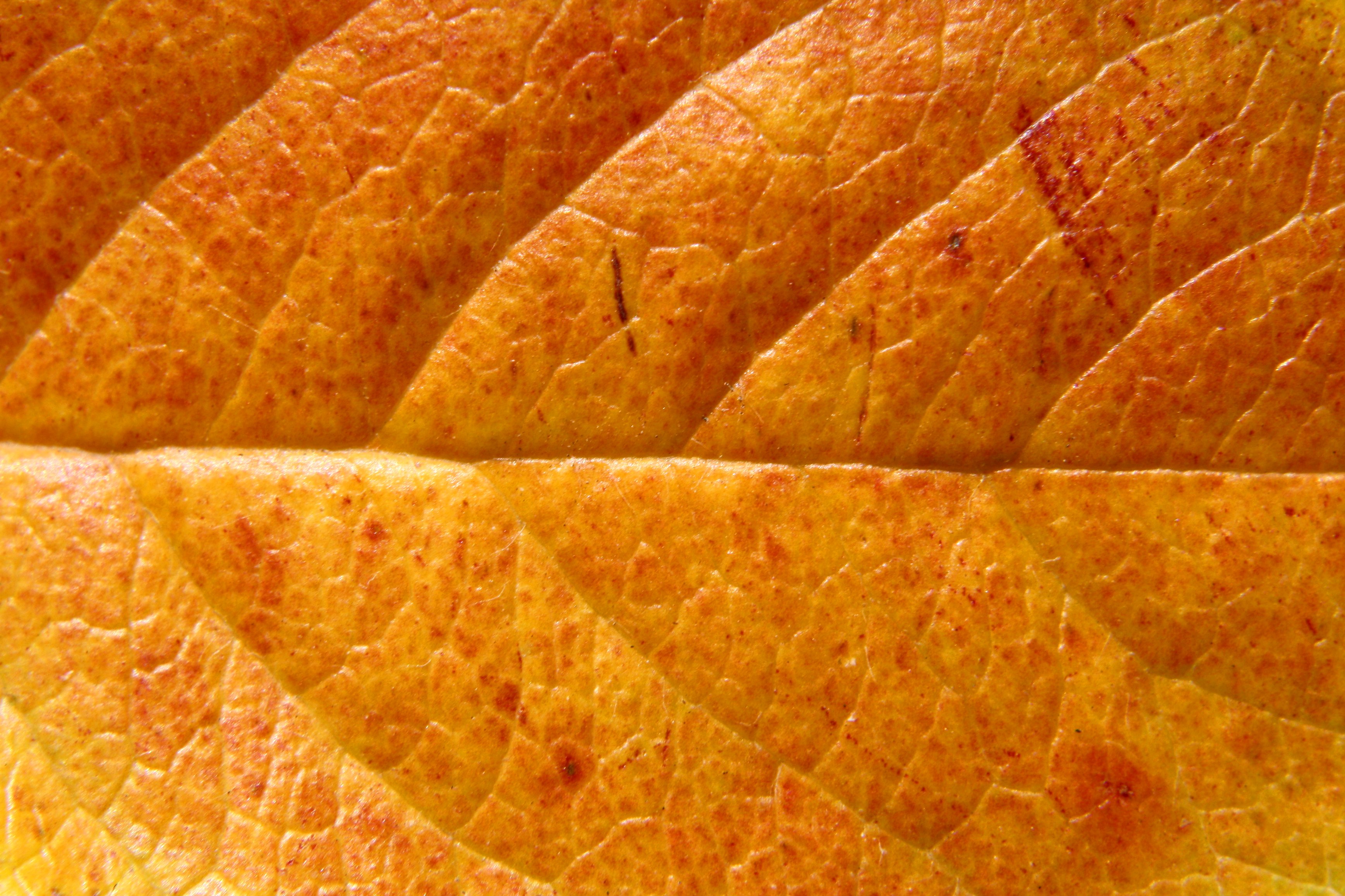 orange leaf texture - free printable leaf patterns