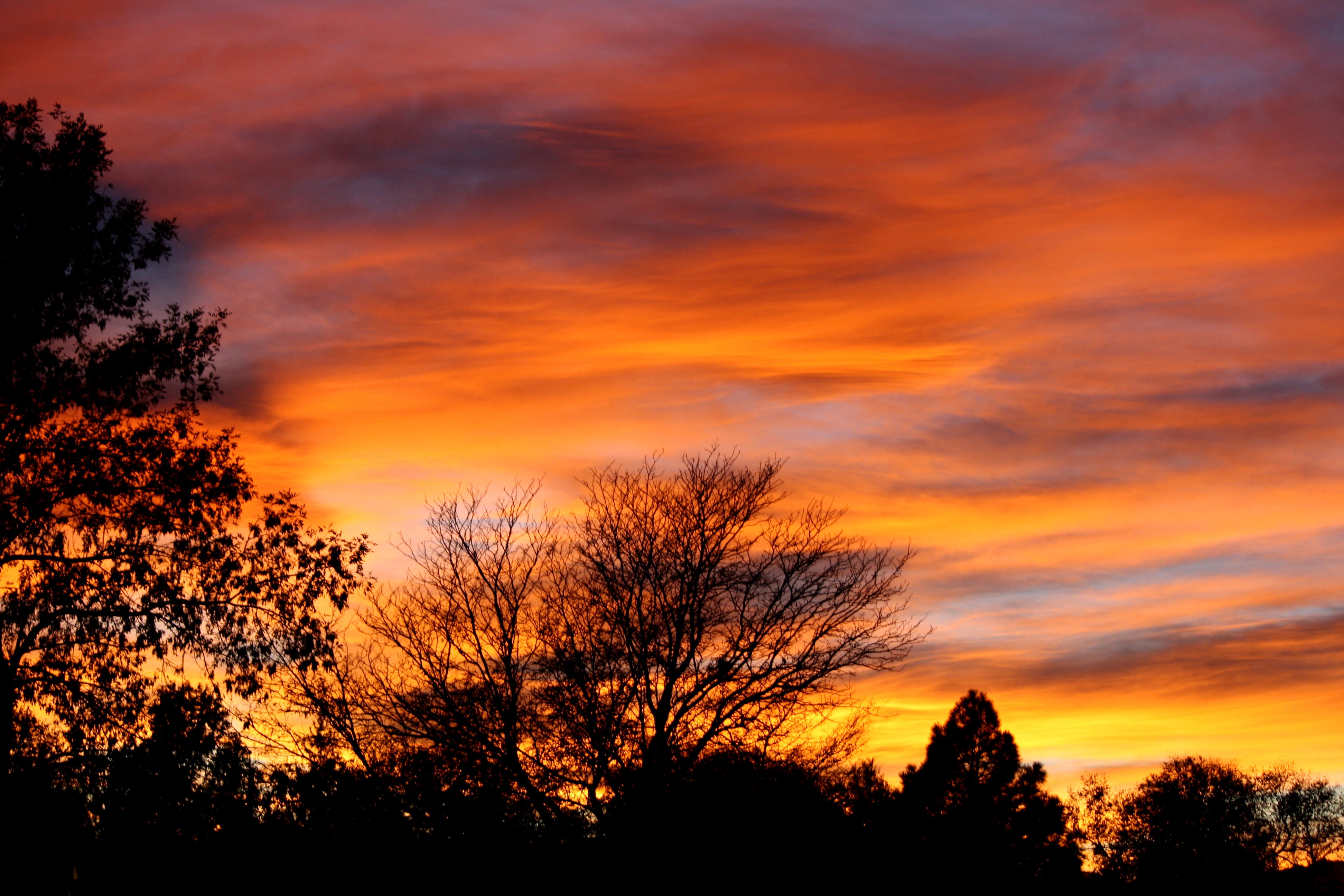 https://www.photos-public-domain.com/wp-content/uploads/2012/10/orange-sunset-with-trees.jpg