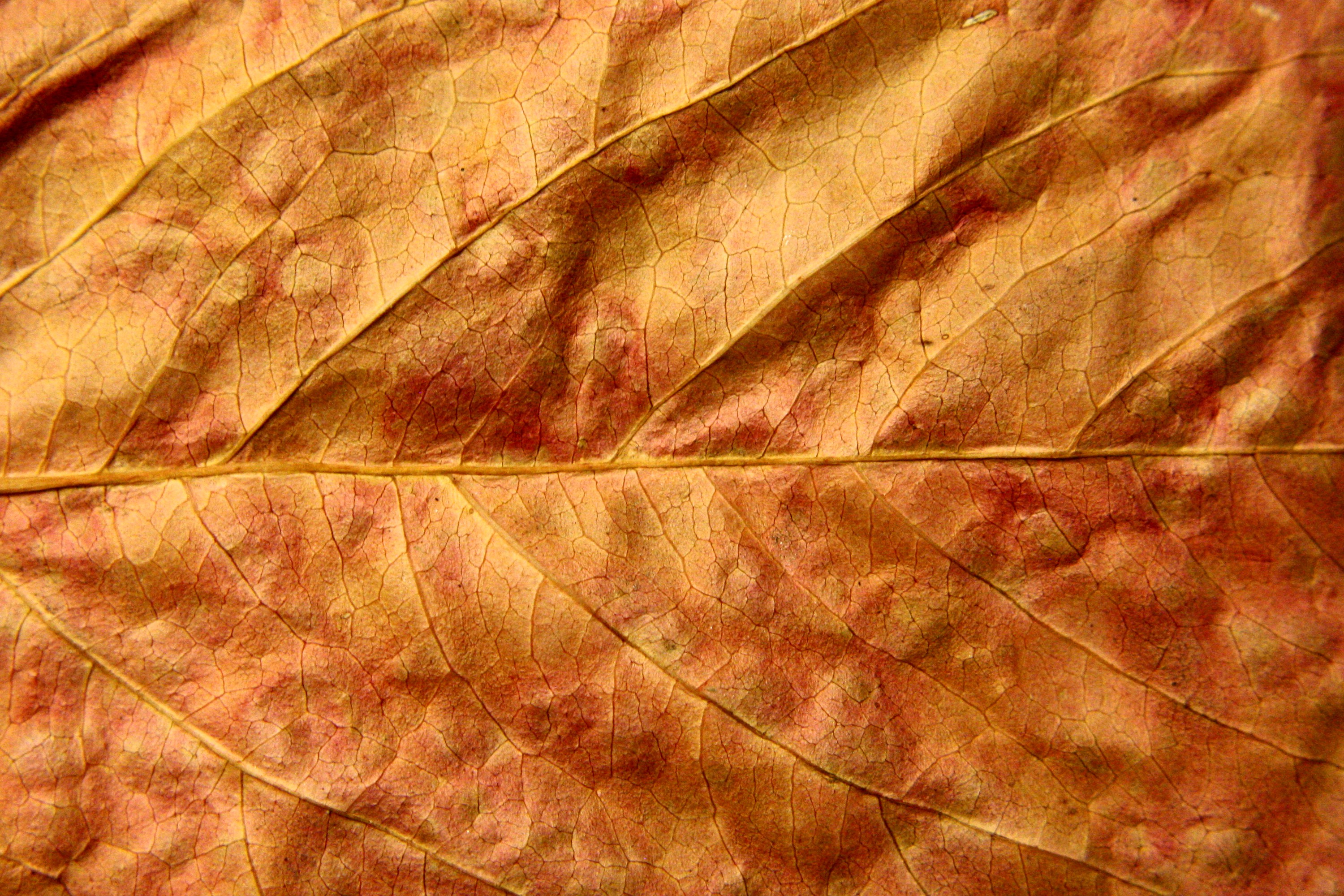 Autumn Leaves Texture