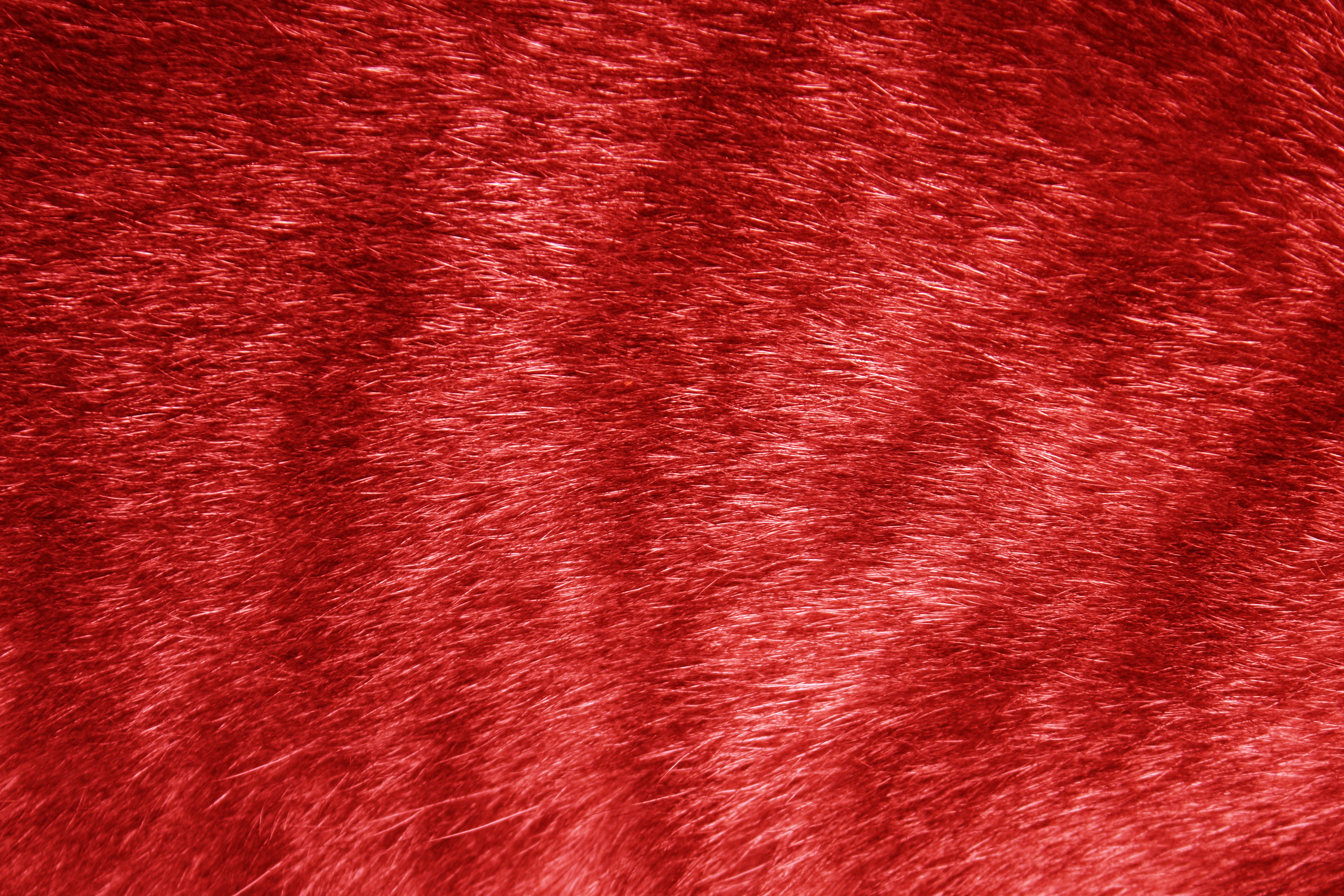 red tabby cat light fur yellow fire