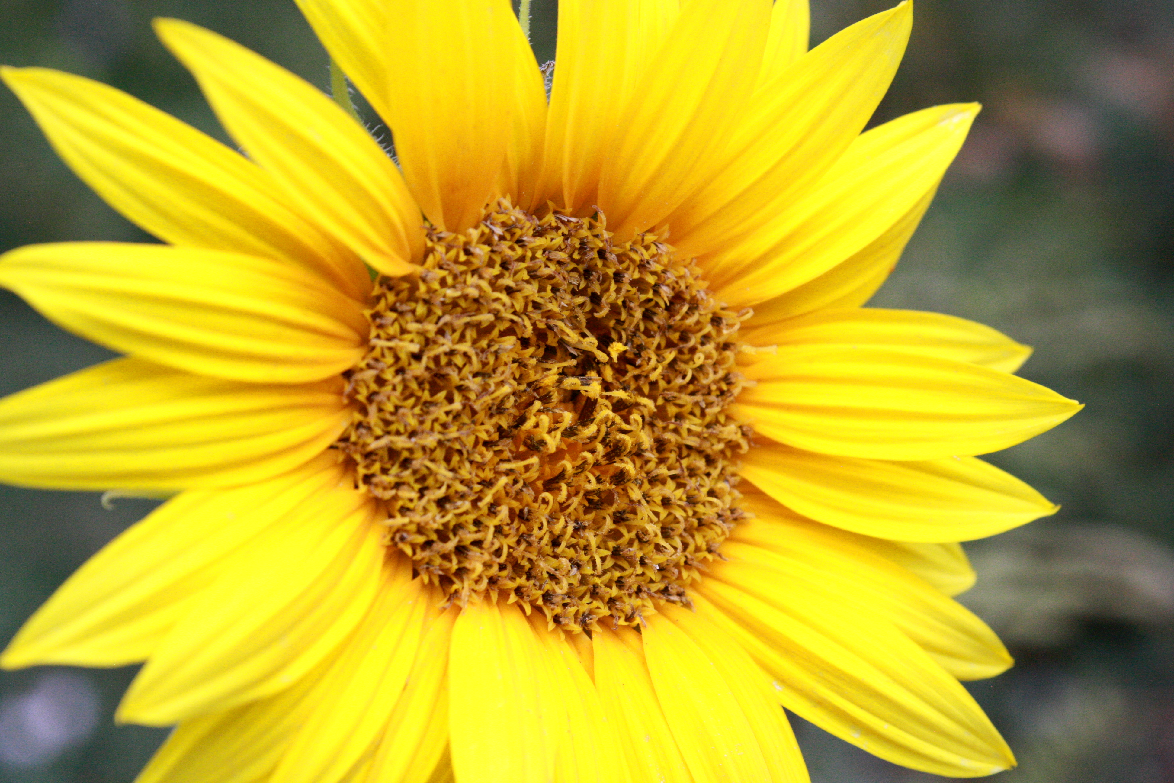 Download Yellow Sunflower Picture | Free Photograph | Photos Public ...