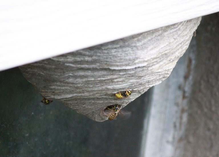 Yellow Jackets Picture | Free Photograph | Photos Public Domain