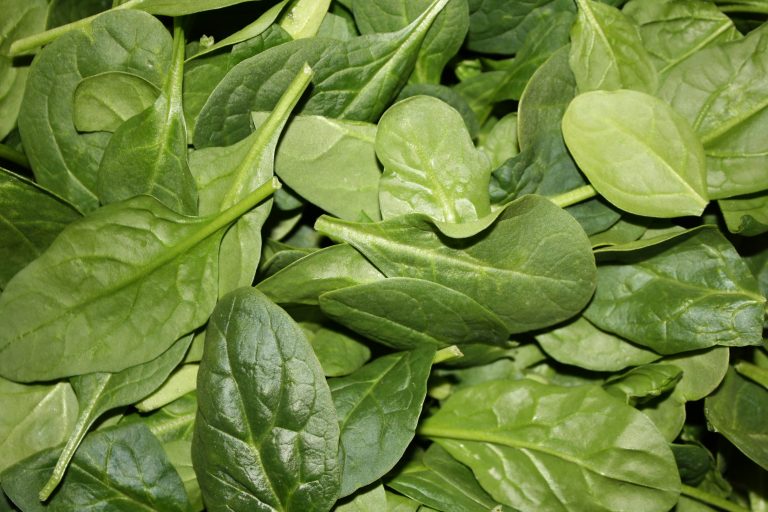 Baby Spinach Leaves Picture 